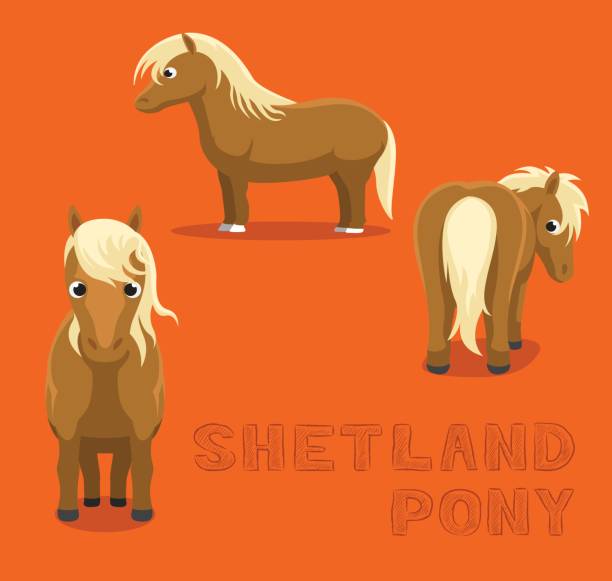 Horse Shetland Pony Cartoon Vector Illustration Animal Character EPS10 File Format pony stock illustrations