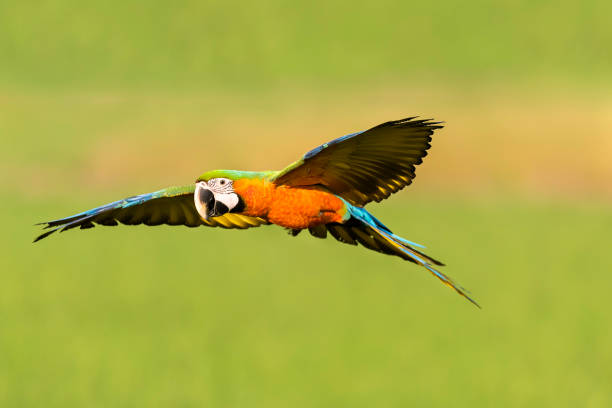 istock beautiful brid flying in rice ffarm 645609262