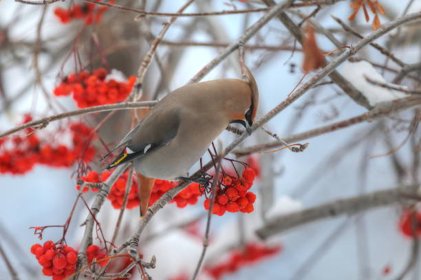 istock Bohemian Waxwing eating Mountain Ash berries in winter. 645609572