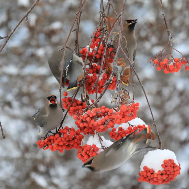istock Bohemian Waxwings eating Mountain Ash berries in winter. 645609604