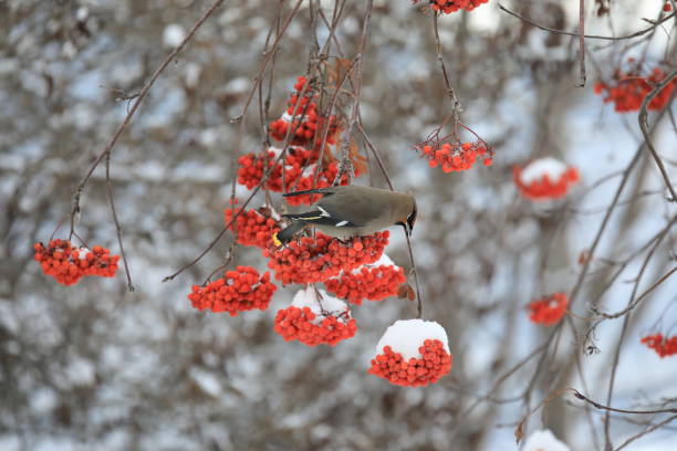 istock Bohemian Waxwing on a Mountain Ash berry clump in winter. 645609620