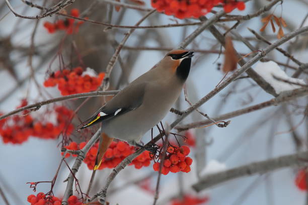 istock Bohemian Waxwing eating Mountain Ash berries in winter. 645609632
