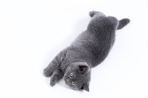 istock British Shorthair Kitten is Lying on White Background 645609788