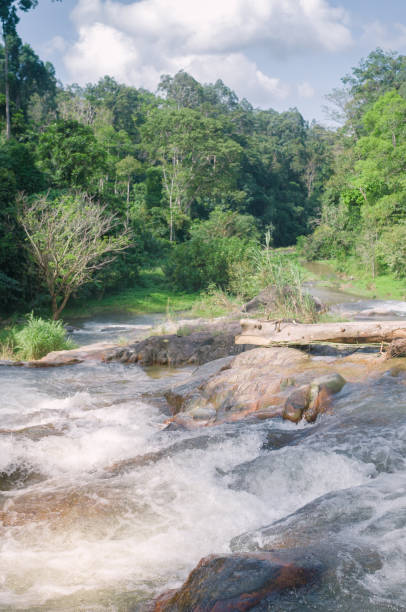 istock tropical forest and  Waterfall, Trang south Thailand 645610078