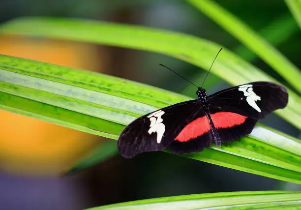 Photo of Black Red and White butterfly in a tropical setting