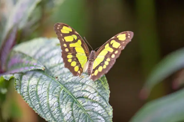 Photo of Tiger Swallow tailed Butterfly