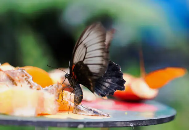 Photo of Swallow Tailed Butterfly Feeding