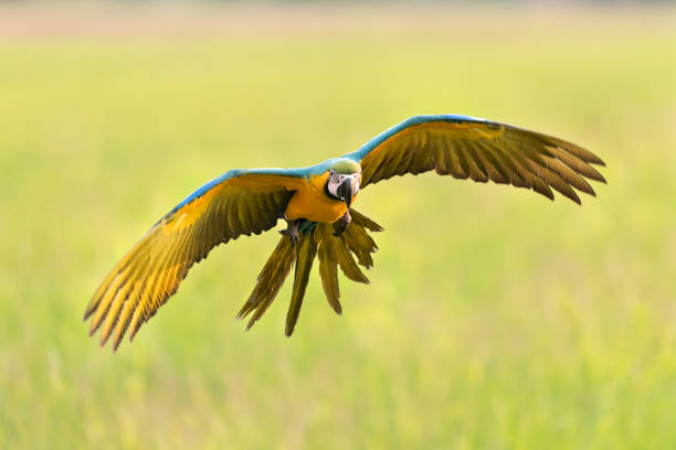istock beautiful bird flying feedom on blurred background 645614764