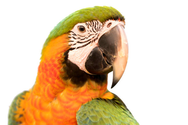 istock beautiful bird headshot on white background 645614852