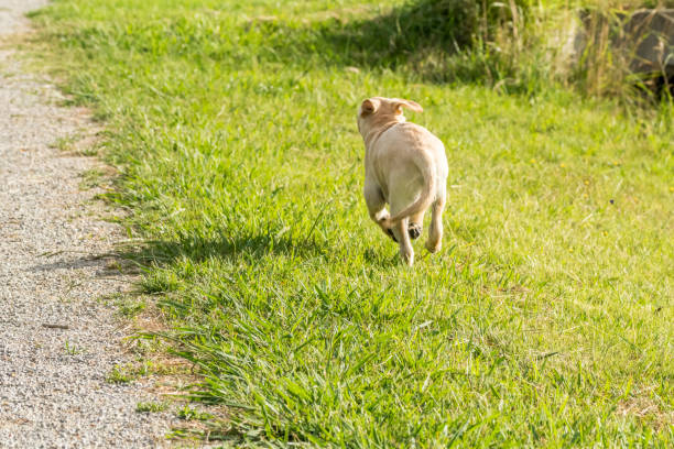 Naughty Puppy Runs Away A naughty yellow Labrador puppy runs away across a grassy park. runaway stock pictures, royalty-free photos & images