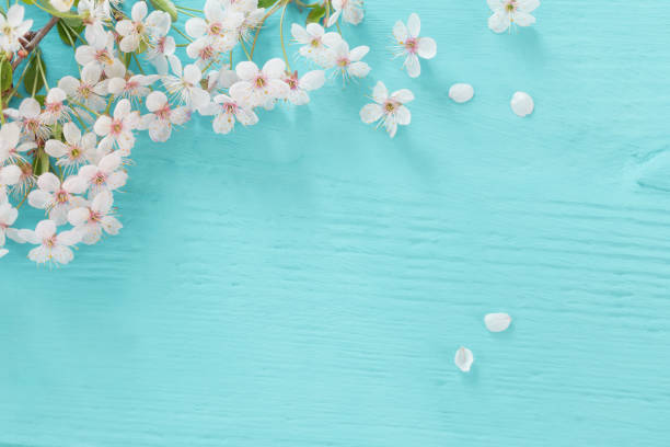 istock Bird cherry branch on a wooden background 645618374