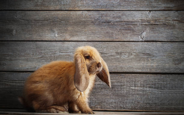 istock funny rabbit on wooden background 645618468