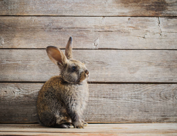 istock funny rabbit on wooden background 645618474