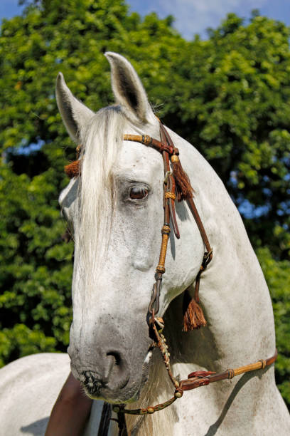 istock Andalusian horse 645622374