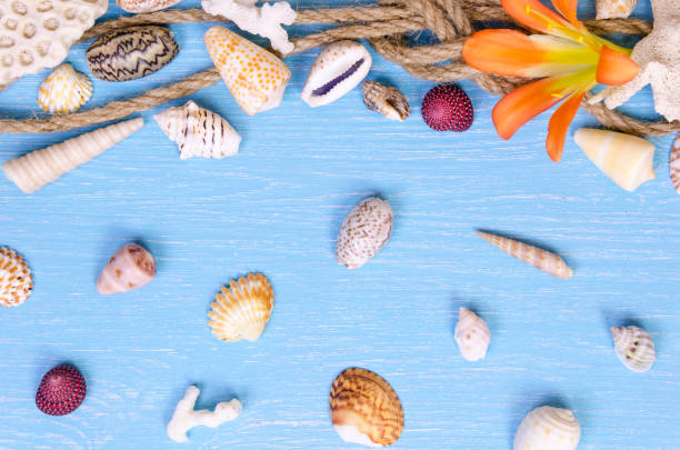 istock summer background made of seashells and Maritime objects 645622560