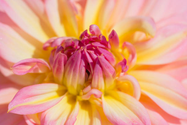 istock Close up beautiful pink flower 645622626