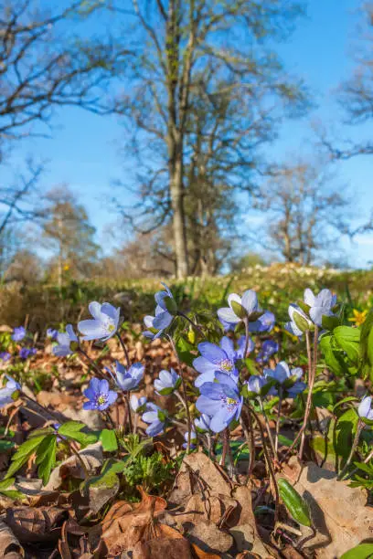 Hepatica flowers in early spring