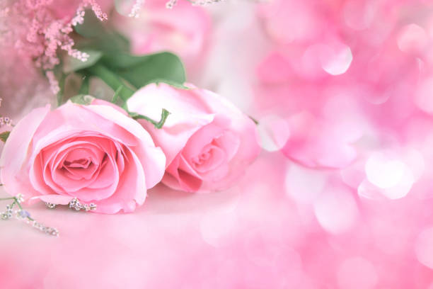 istock soft sweet rose flowers for love romance background 645625340