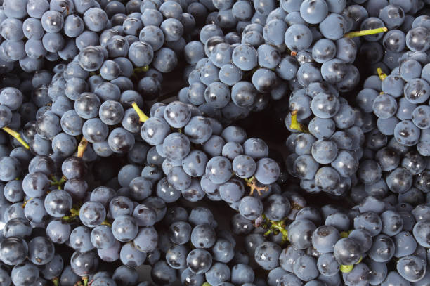 istock Wild  blue grapes against white background 645628816