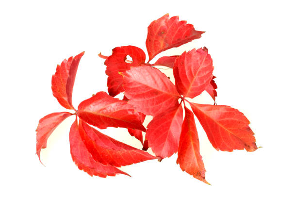 Red Wild Vine isolated on white background Red Wild Vine isolated on white background parthenocissus stock pictures, royalty-free photos & images