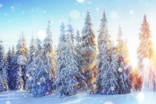 istock Sunlight breaks through the tree crown in the mountains. Photo g 645632808