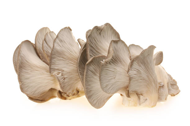 istock Oyster mushroom on white background. 645632832