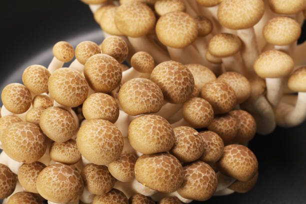 istock brown beech mushrooms (Hypsizygus marmoreus) on black  Background 645635130