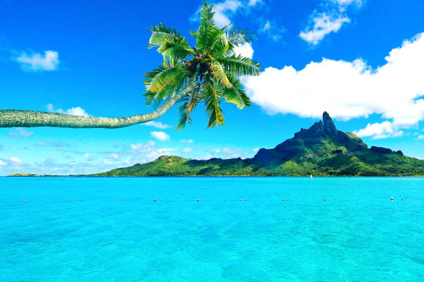 istock Bora Bora Tahiti Palm Tree 645638442