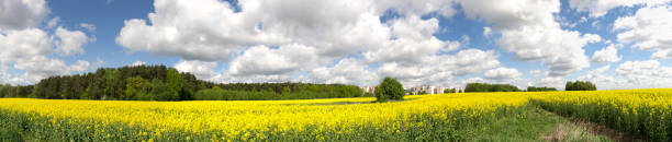 istock Panorama of green summer field 645640956