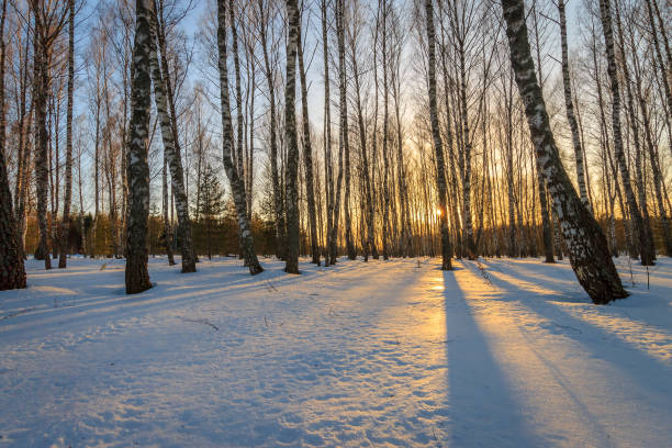 istock Beautiful sunset at birch forest at winter season. 645643614