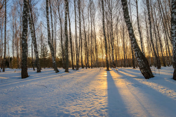 istock Beautiful sunset at birch forest at winter season. 645643624