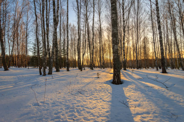 istock Beautiful sunset at birch forest at winter season. 645643626