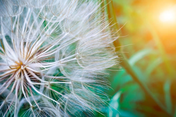 istock Tragopogon pseudomajor S. Nikit. Dandelion 645646268