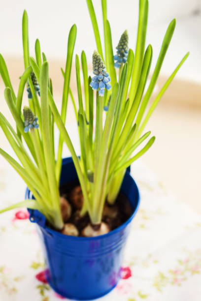 istock muscari growing in a blue pot view from above 645655630