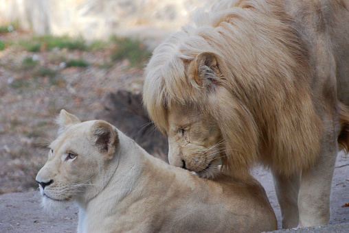 Couple of lions is ready for mating at the zoo