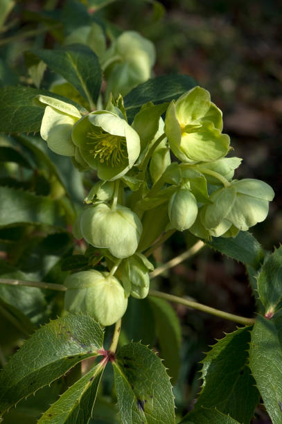 istock Corsican; hellebore; Helleborus; argutifolius; 645659684