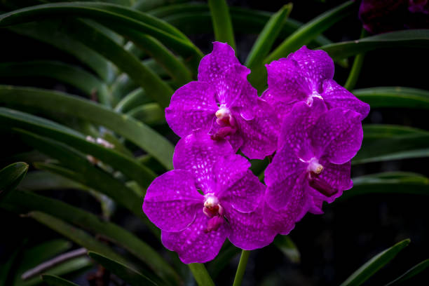 Pink Warner's Cattley's orchid