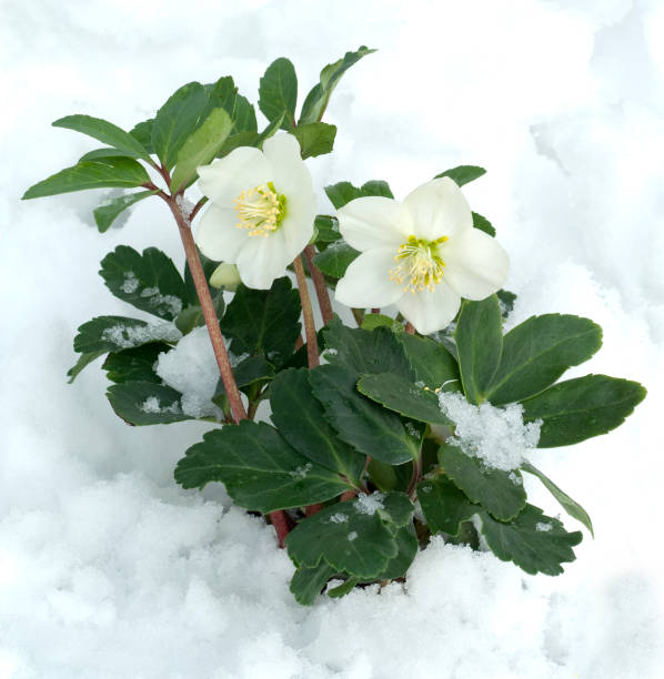 Christmas, Rose; Helleborus; niger stock photo