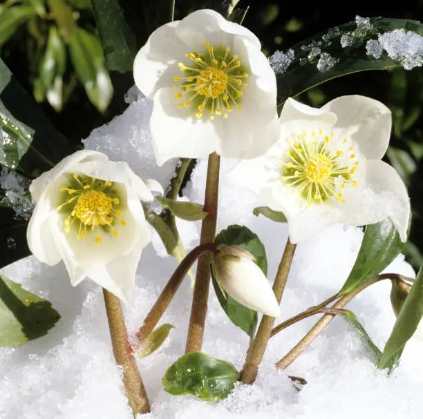 Christmas, Rose; Helleborus; niger