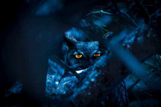 istock Owl in Tree at night with glowing eyes 645662886