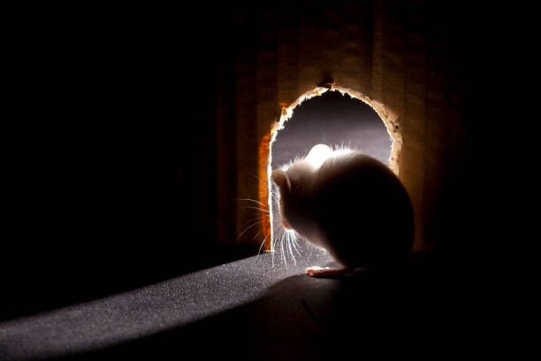 Mouse looking out of hole, interior point of view Mouse looking out of hole, interior point of view rodent stock pictures, royalty-free photos & images