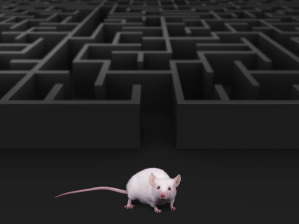 white-mouse-at-maze-exit.jpg