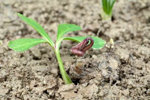Hellebore; Helleborus niger; Seedling