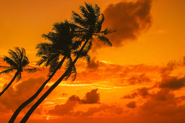istock Silhouette of palm tree at beautiful tropical sunset 645663920