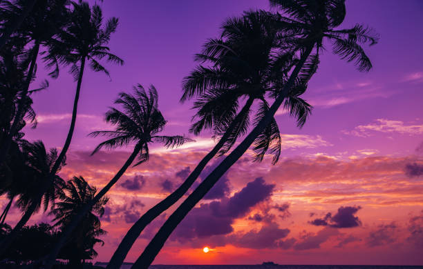 istock Silhouette of palm tree at beautiful tropical sunset 645664412