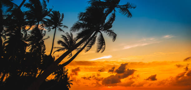 istock Silhouette of palm tree at beautiful tropical sunset 645664550