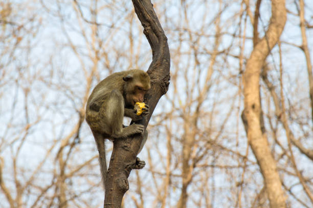 Japanese monkey in the park