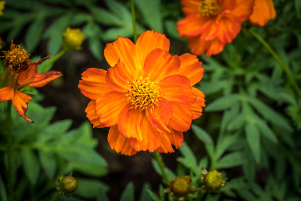 istock Orange flower on green leaves 645667152