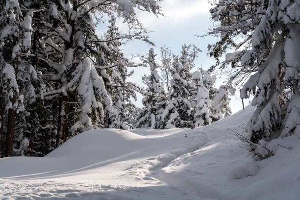 istock Large view on the snowy trees 645671400