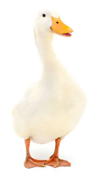 Photo of Duck on white.